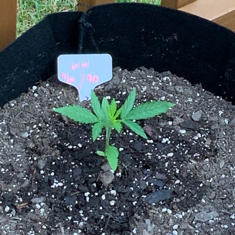 White Widow 7/25 growlog photo: 8a