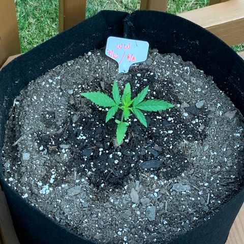 White Widow 7/25 growlog photo: 8a