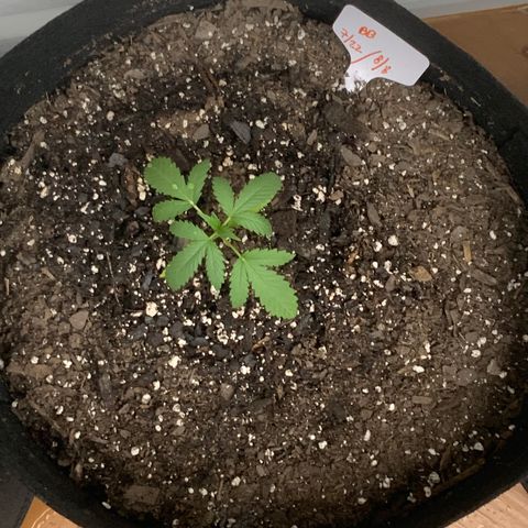 Bruce Banner 7/22 growlog photo: 645p feed