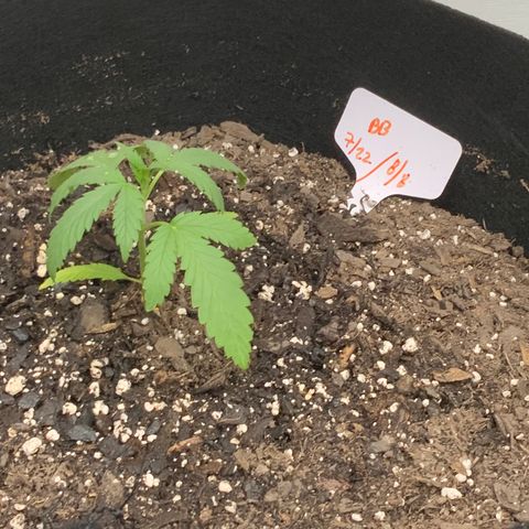 Bruce Banner 7/22 growlog photo: 645p feed