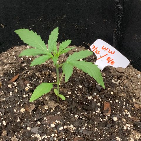 White Widow 7/25 growlog photo: 645p feed