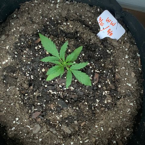 White Widow 7/25 growlog photo: 645p feed
