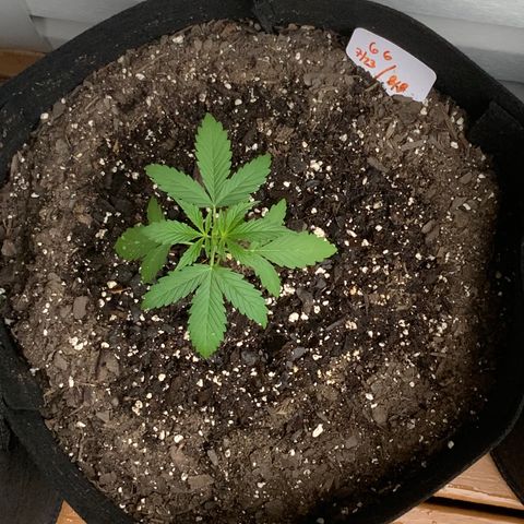 Gorilla Glue 1 7/23 growlog photo: 645p feed