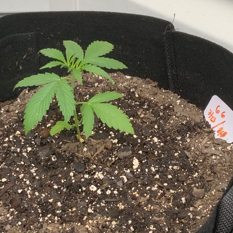 Gorilla Glue 1 7/23 growlog photo: 645p feed