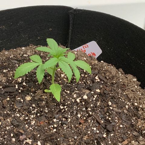Gorilla Glue 2 7/25 growlog photo: 645p feed