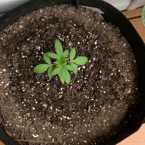 Gorilla Glue 2 7/25 growlog photo: 645p feed