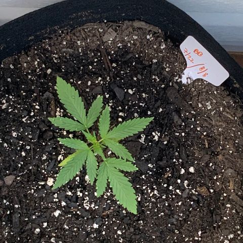 Bruce Banner 7/22 growlog photo: 7a