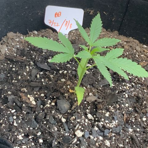 Bruce Banner 7/22 growlog photo: 7a