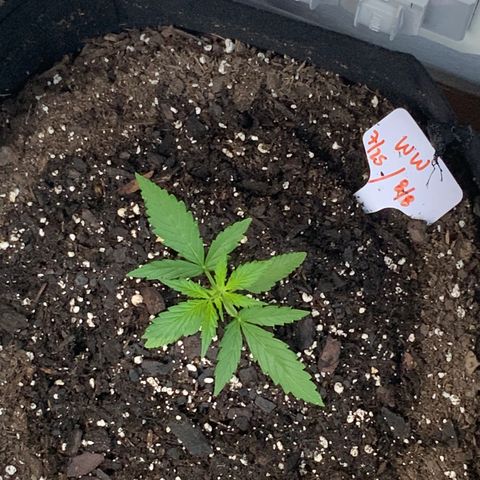 White Widow 7/25 growlog photo: 7 a