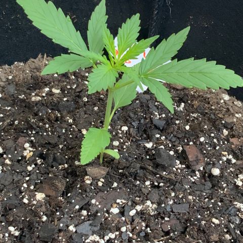 White Widow 7/25 growlog photo: 7 a