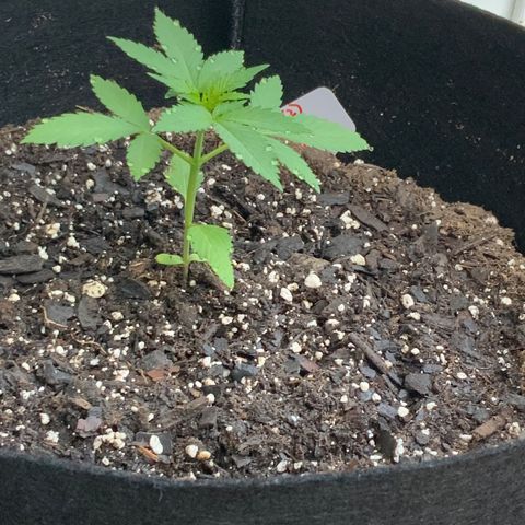 Gorilla Glue 2 7/25 growlog photo: 7a