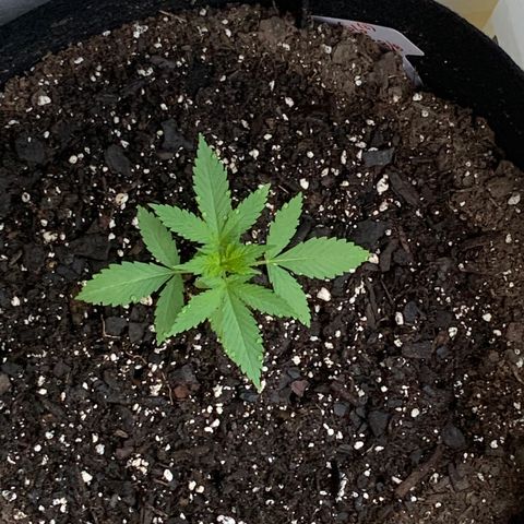 Gorilla Glue 2 7/25 growlog photo: 7a