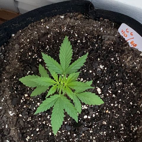 Gorilla Glue 1 7/23 growlog photo: 7a