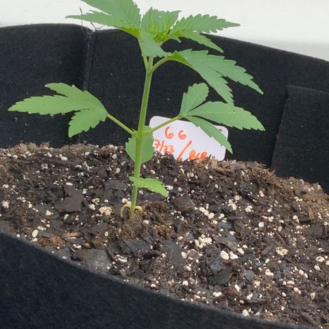 Gorilla Glue 1 7/23 growlog photo: 7a