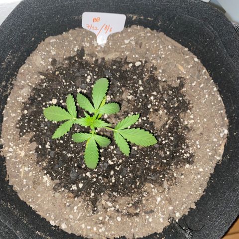 Bruce Banner 7/22 growlog photo: 11p