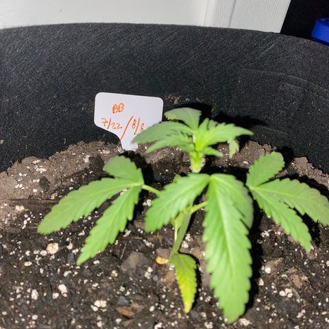 Bruce Banner 7/22 growlog photo: 11p
