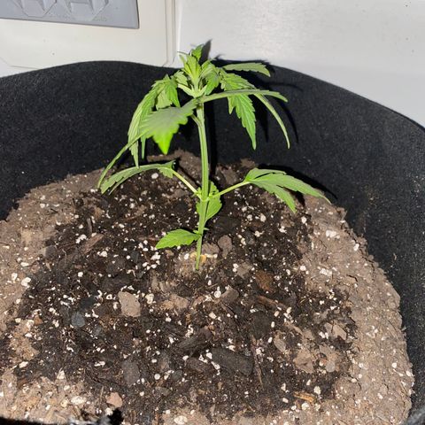Gorilla Glue 1 7/23 growlog photo: 11p