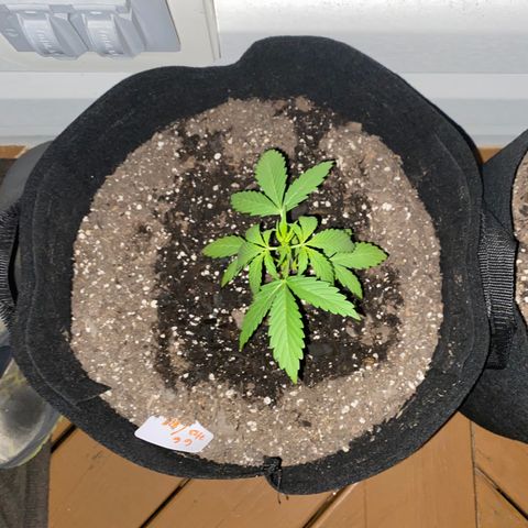 Gorilla Glue 1 7/23 growlog photo: 11p