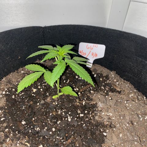 Gorilla Glue 2 7/25 growlog photo: 11p