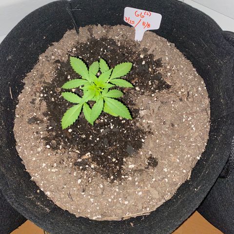 Gorilla Glue 2 7/25 growlog photo: 11p