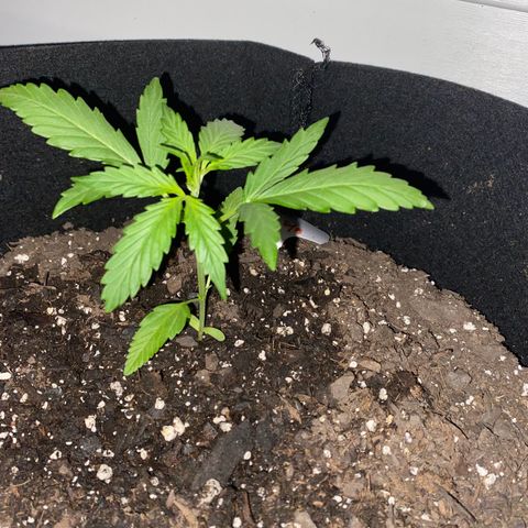 White Widow 7/25 growlog photo: 11p