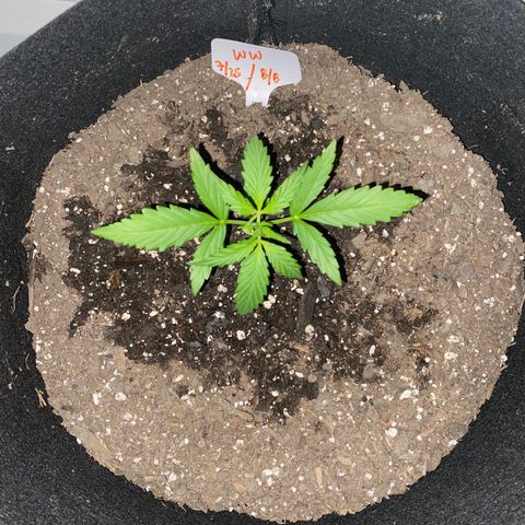 White Widow 7/25 growlog photo: 11p