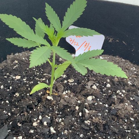 Bruce Banner 7/22 growlog photo: 9a