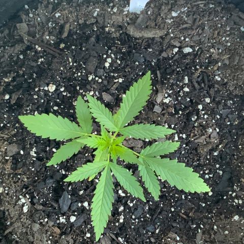Bruce Banner 7/22 growlog photo: 9a