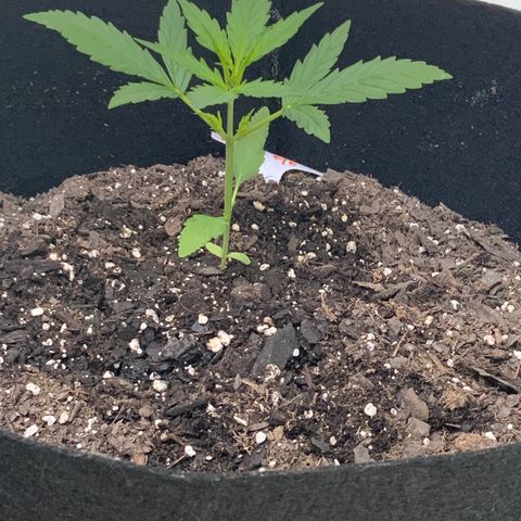White Widow 7/25 growlog photo: 9a