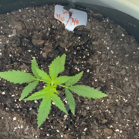 White Widow 7/25 growlog photo: 9a