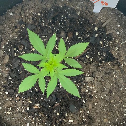 Gorilla Glue 2 7/25 growlog photo: 9a