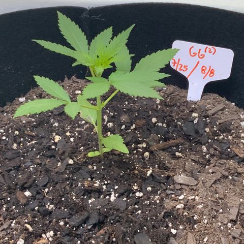 Gorilla Glue 2 7/25 growlog photo: 9a