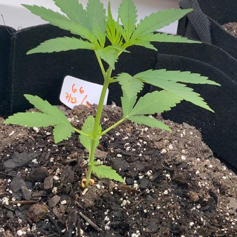 Gorilla Glue 1 7/23 growlog photo: 9a