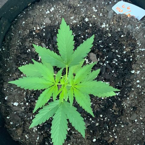 Gorilla Glue 1 7/23 growlog photo: 9a