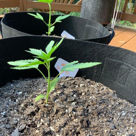 Bruce Banner 7/22 growlog photo: 6p