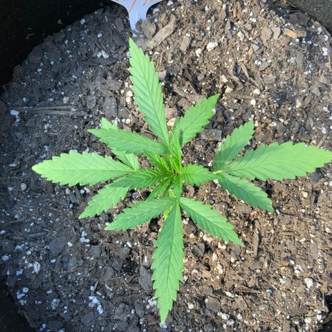 Bruce Banner 7/22 growlog photo: 6p