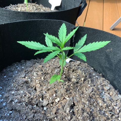 White Widow 7/25 growlog photo: 6p