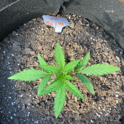 White Widow 7/25 growlog photo: 6p