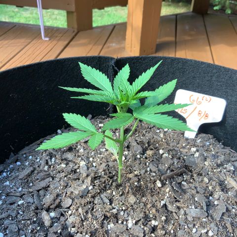 Gorilla Glue 2 7/25 growlog photo: 6p
