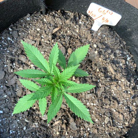 Gorilla Glue 2 7/25 growlog photo: 6p