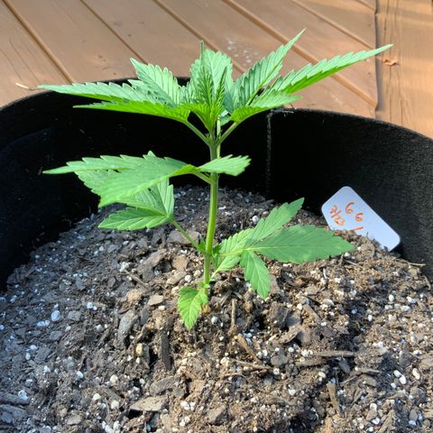 Gorilla Glue 1 7/23 growlog photo: 6p
