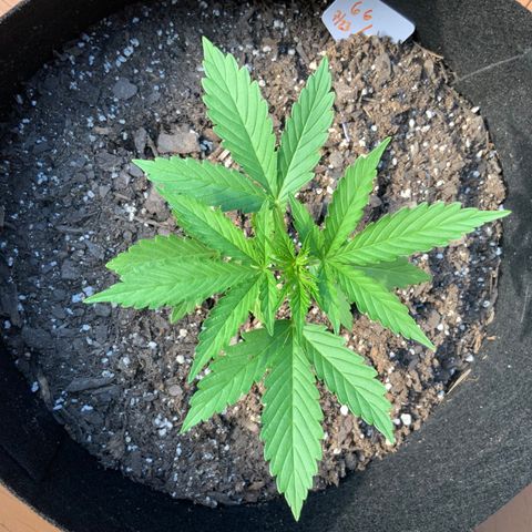 Gorilla Glue 1 7/23 growlog photo: 6p