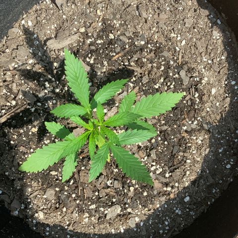 Bruce Banner 7/22 growlog photo: 11a