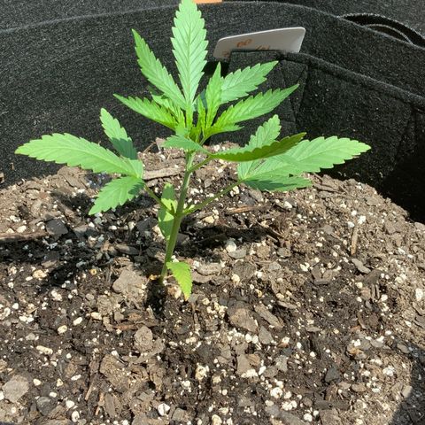 Bruce Banner 7/22 growlog photo: 11a