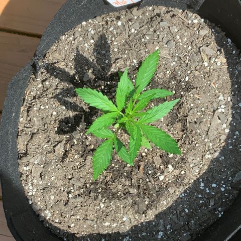 White Widow 7/25 growlog photo: 11a