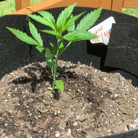 White Widow 7/25 growlog photo: 11a