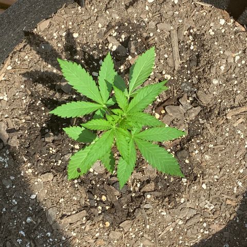 Gorilla Glue 2 7/25 growlog photo: 11a