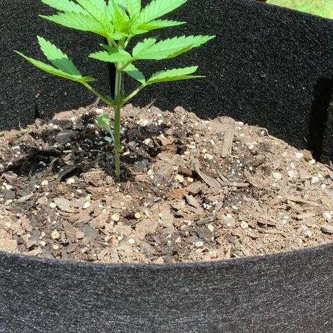 Gorilla Glue 2 7/25 growlog photo: 11a
