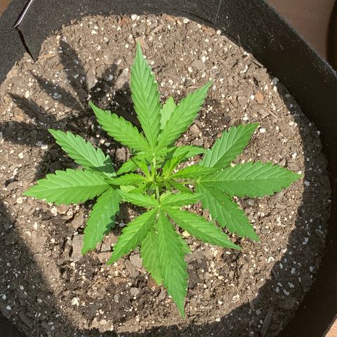 Gorilla Glue 1 7/23 growlog photo: 11a