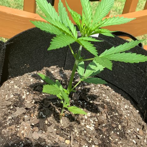 Gorilla Glue 1 7/23 growlog photo: 11a